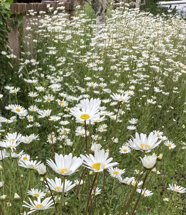 Ox-Eye Daisy